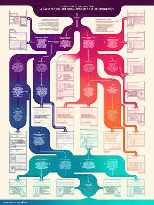 Classification Of Bacteria Chart