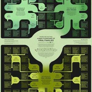 Poster - Virus Classification Flowchart