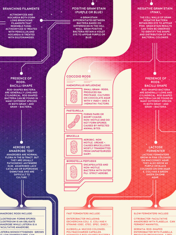 Poster - Bacteria Classification Flowchart - Image 3