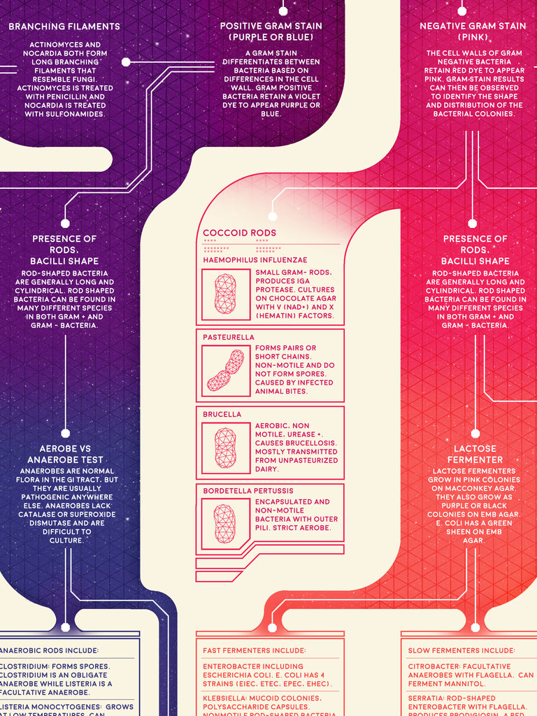 Classification Of Bacteria Flow Chart