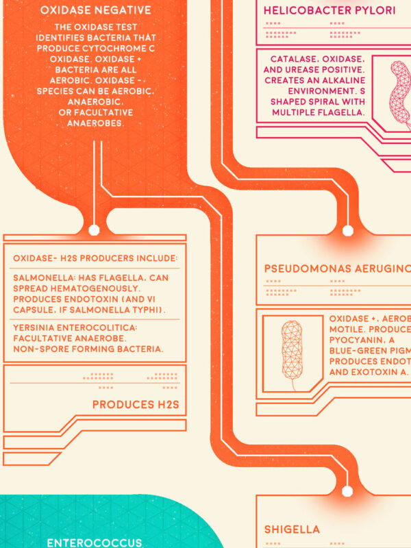 Poster - Bacteria Classification Flowchart - Image 2